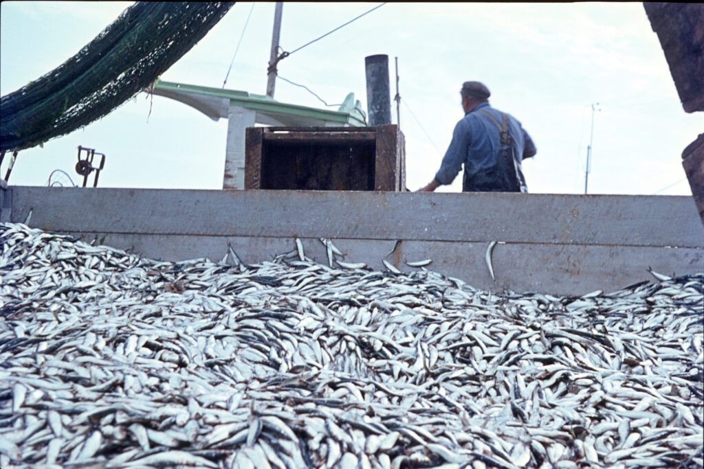 A stark image of overfilled fishing boats. Highlighting the urgent need for sustainable alternatives like Tuno in our diets.