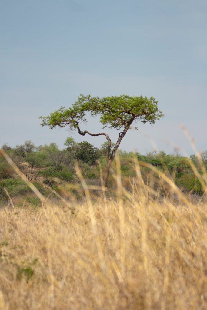 A grand acacia tree in its natural habitat, symbolizing the sustainable origin of acacia wood products.