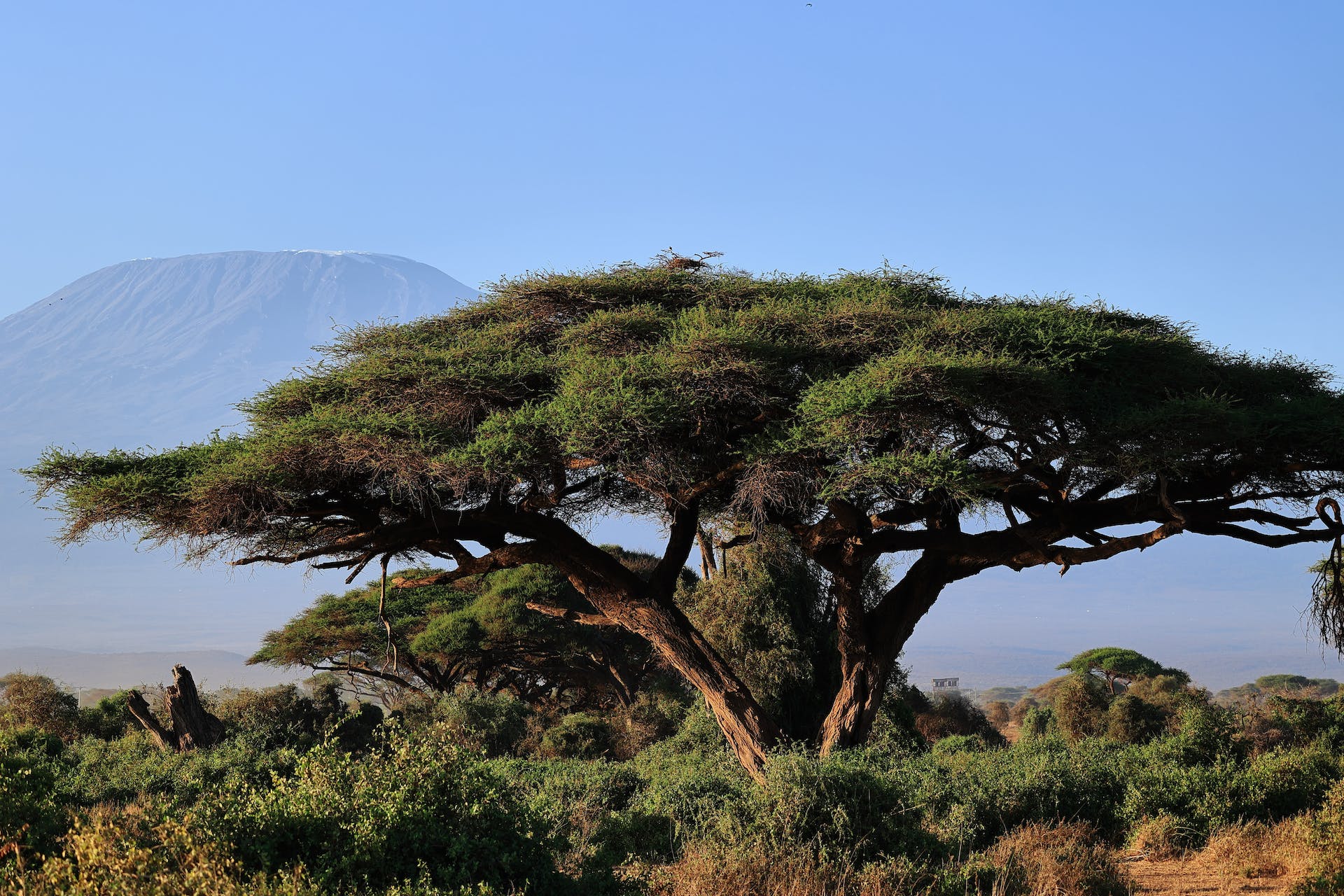 Close-up image highlighting the rich texture and pattern of acacia tree bark, the essence of acacia wood's unique appeal.